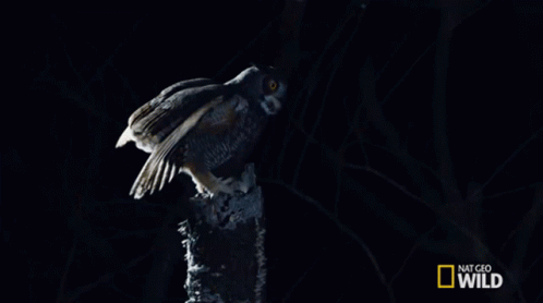 Standing Still Great Horned Owl On The Hunt GIF - Standing Still Great Horned Owl On The Hunt I See You GIFs