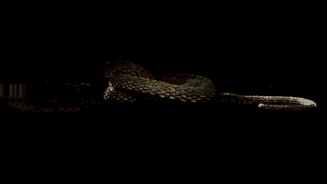 a snake is laying down in the dark with a blurred background