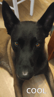 a close up of a black dog with the word cool under it