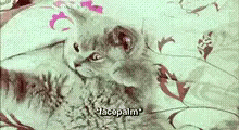 Facepalm Cat GIF - Facepalm Cat GIFs