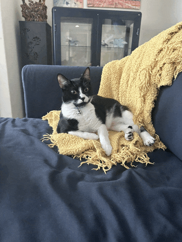 a black and white cat is laying on a blue couch with a yellow blanket
