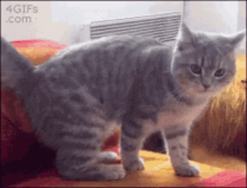 Curling Up Cool GIF - Curling Up Cool Funny GIFs