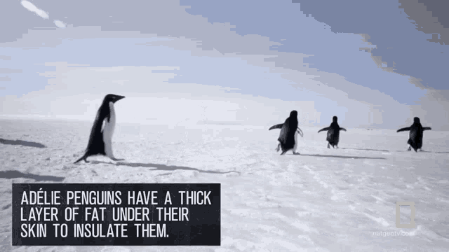Adelie Penguins Have A Thick Layer Of Fat Under Their Skin To Insulate Them National Geographic GIF - Adelie Penguins Have A Thick Layer Of Fat Under Their Skin To Insulate Them National Geographic All About The Adelie Penguin GIFs