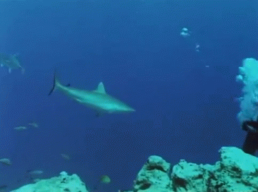 Duck Attenborough, It'S A Shark! GIF - Marine Attenborough Ocean GIFs