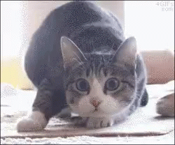 Cat Wiggle Shaq GIF - Cat Wiggle Shaq GIFs