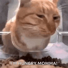 a cat is sitting in a bowl of food and eating it .