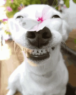 Hi Doggo GIF - Hi Doggo Smile GIFs