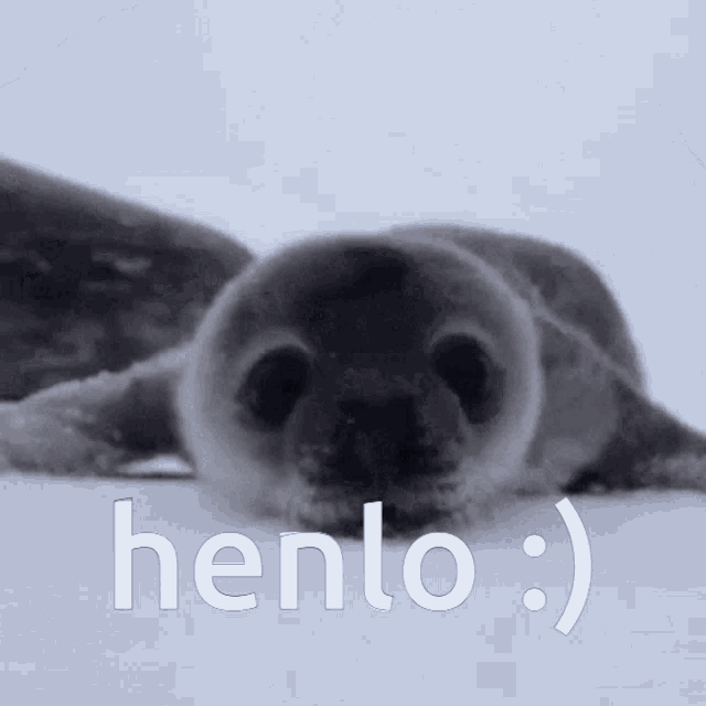Seal Cute GIF - Seal Cute Hello GIFs