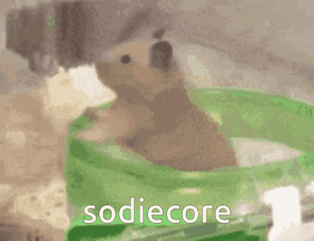 Sodiecore Sodie Hamster GIF - Sodiecore Sodie Hamster Sodie Spin GIFs