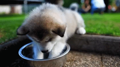 Puppy Waterbowl GIF - Puppy Waterbowl Water GIFs