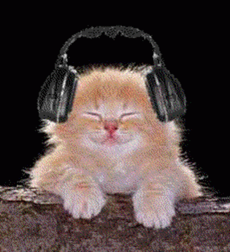Cat Musique GIF - Cat Musique Music Time GIFs