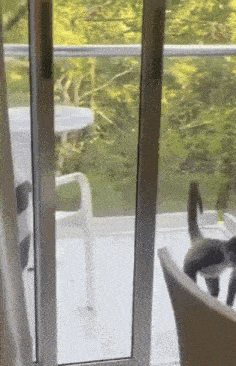 a cat is looking out of a sliding glass door on a balcony .