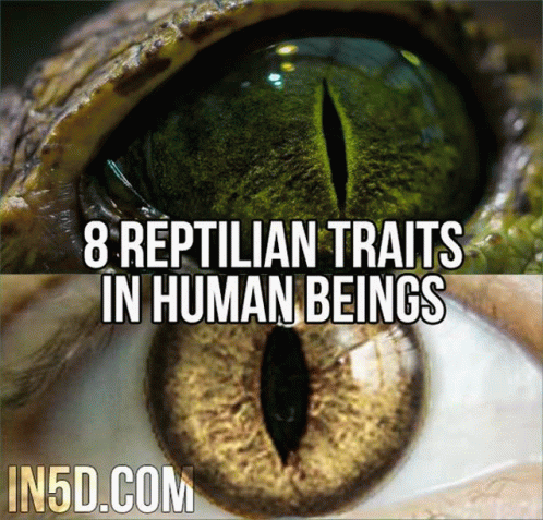 Rasgos Reptils Humanos GIF - Rasgos Reptils Humanos GIFs