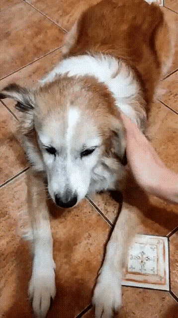 a person petting a brown and white dog on a tile floor