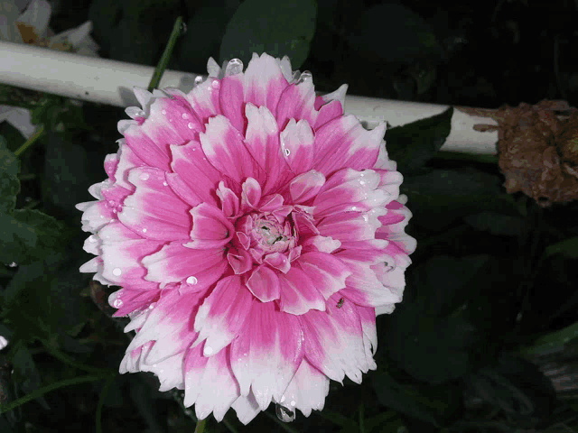 a close up of a pink and white flower with water drops