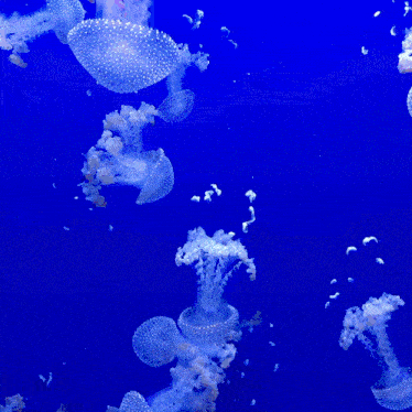 a woman 's face is surrounded by jellyfish in a blue background