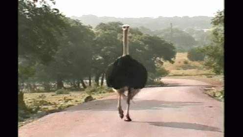 Animal Kingdom Twerks It GIF - Ostrich Dance Fall GIFs