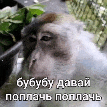 a picture of a monkey with a foreign language caption