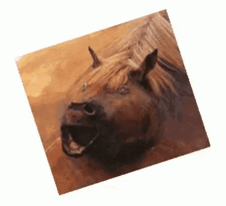 a picture of a horse with its mouth open on a white background