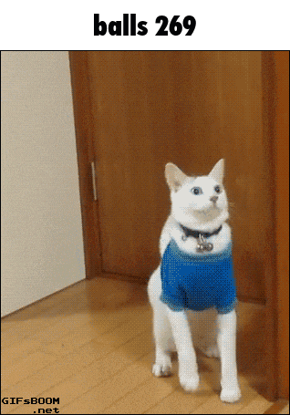 a white cat wearing a blue shirt is standing next to a door