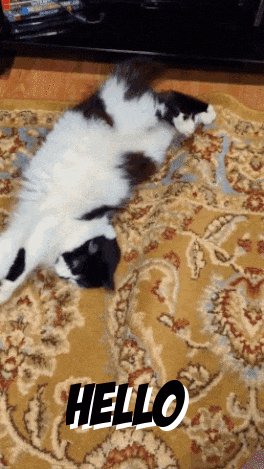 a black and white cat is laying on its back on a rug with the word hello written on it