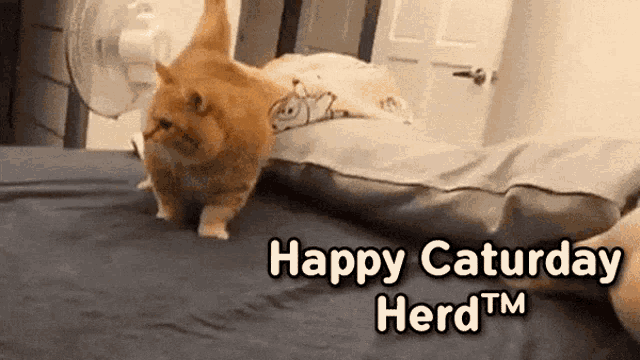 Happy Caturday Happy Caturday Herd GIF - Happy Caturday Caturday Happy Caturday Herd GIFs