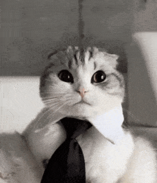 Cat Business GIF - Cat Business Business Cat GIFs