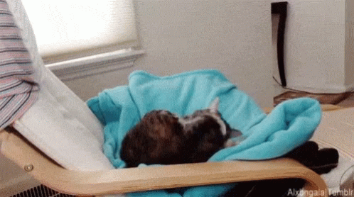 Cat Playing GIF - Cat Playing Funny Animals GIFs