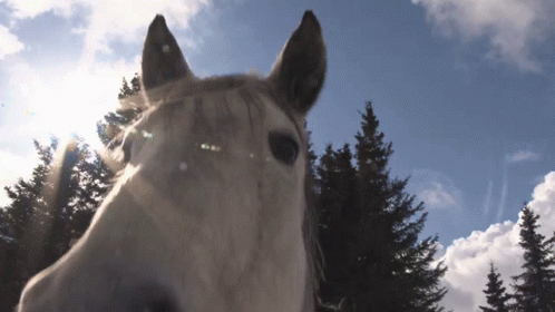Horse Sniff GIF