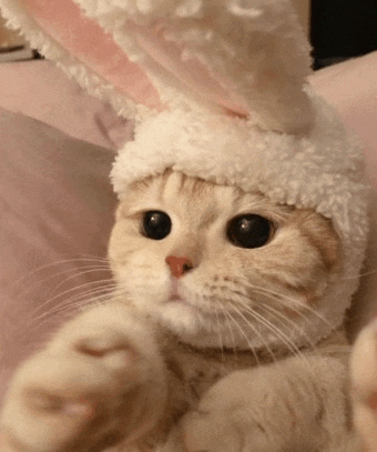a close up of a cat wearing a hat with bunny ears on it .