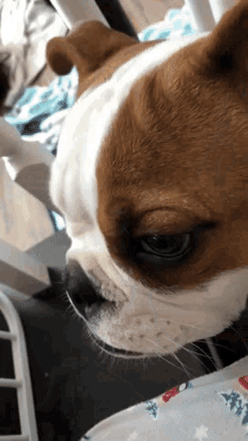 a close up of a brown and white dog