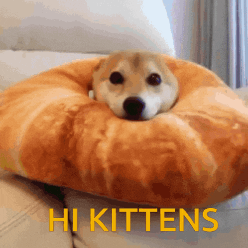 a dog is laying on a pillow that says hi kittens in yellow letters