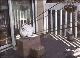 Cat Funny GIF - Cat Funny Catapult GIFs