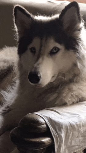 a husky dog with blue eyes is laying on a couch