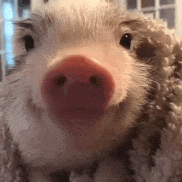 a close up of a pig 's face with a pink nose and a blanket in the background .
