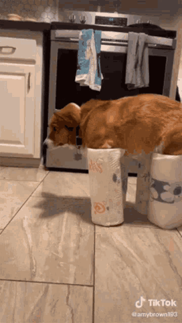 a dog laying on top of a roll of toilet paper .