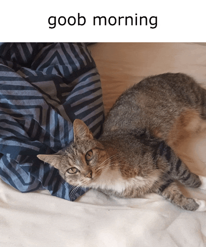 a cat laying on a bed with the words goob morning written above it