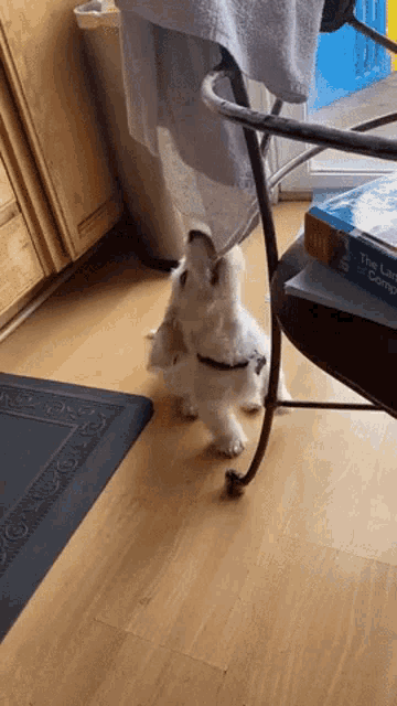 a small white dog standing next to a stack of books titled the language of computer