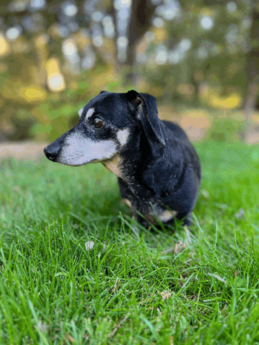 a dachshund is sitting in the grass looking at something