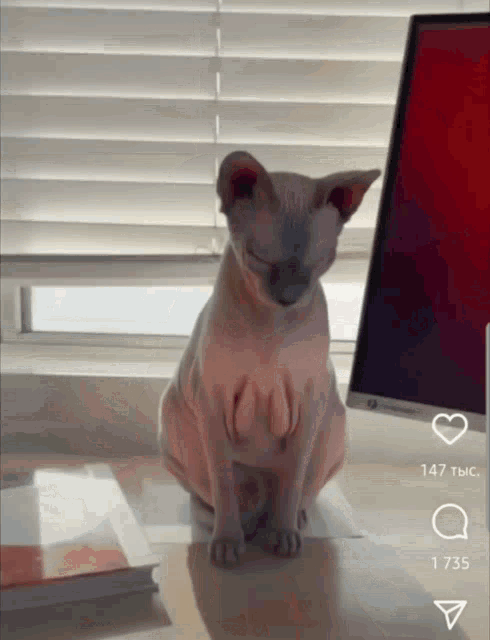 a hairless cat is sitting on a desk in front of a computer monitor