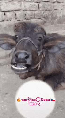 a picture of a cow with a logo for kgf red devil ceo