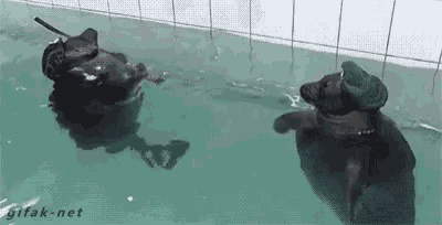 two dogs are swimming in a pool with a gifak-net watermark at the bottom