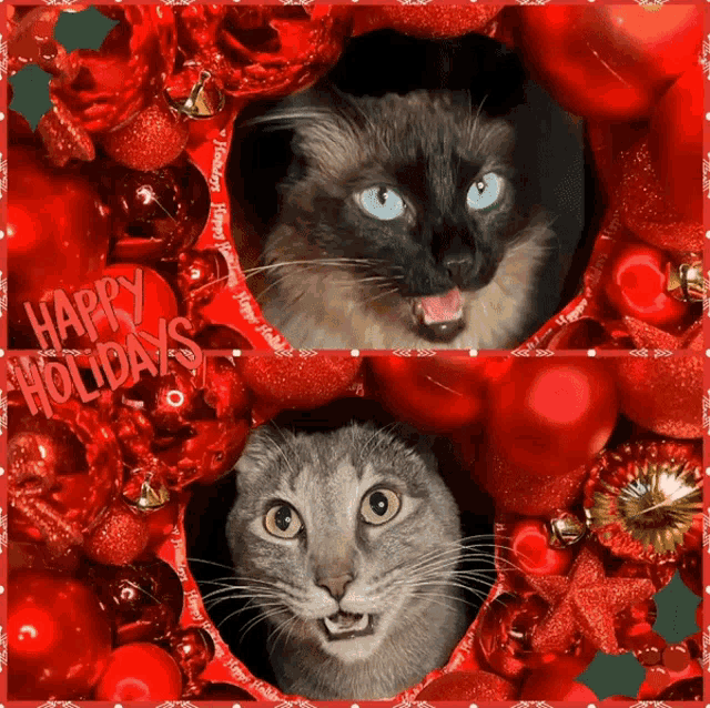 Christmas Cats GIF - Christmas Cats Holiday GIFs