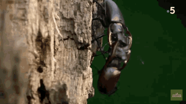 Fall Insect GIF - Fall Insect Your Goin Down GIFs