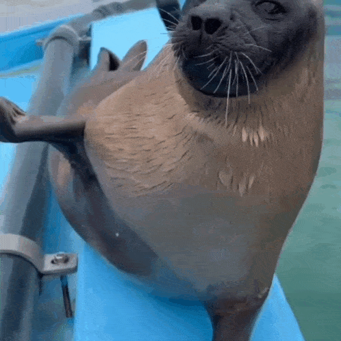 a seal is laying on its back on a blue ledge