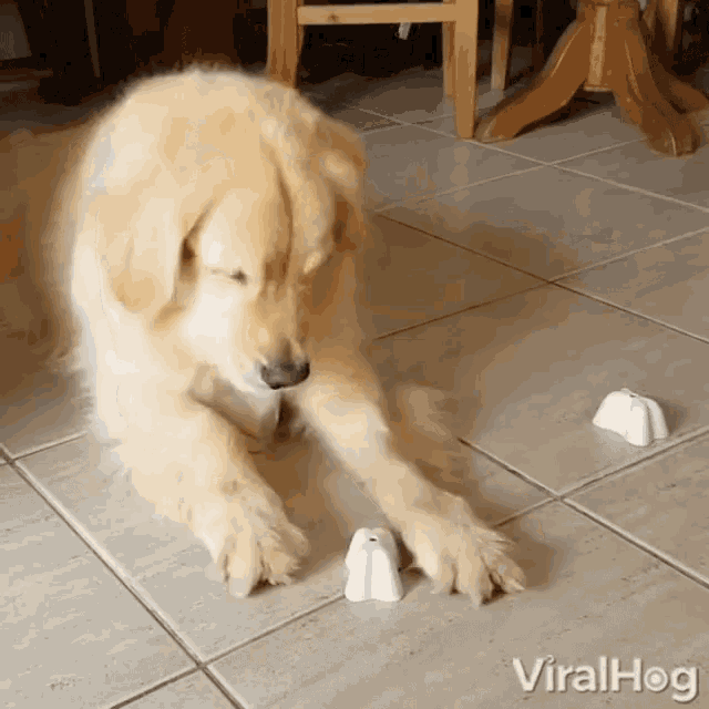 a dog laying on a tiled floor playing with a toy that says viralhog on the bottom right