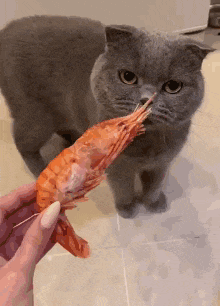 a cat with a shrimp in its mouth looking at a person holding it