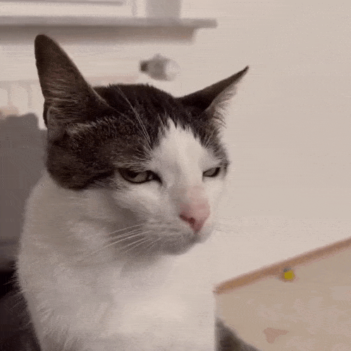 Cat Annoyed GIF - Cat Annoyed Stare GIFs