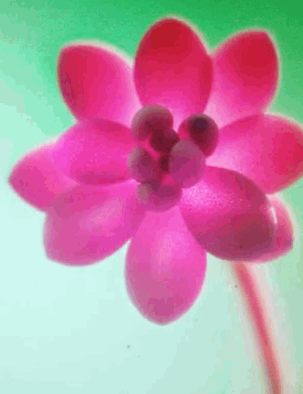 Hello Flower GIF - Hello Flower Bloom GIFs