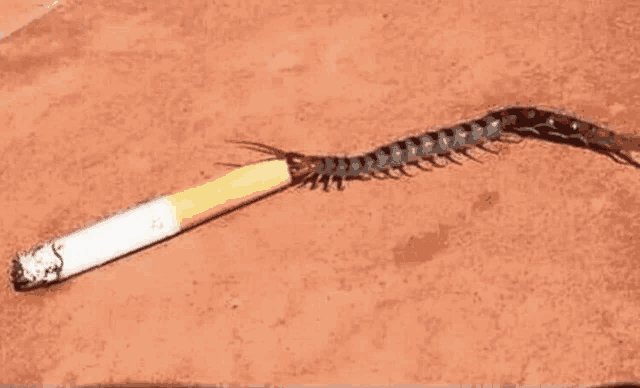 a centipede is crawling on a cigarette on the ground .
